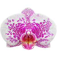 Phal. Arwen 3