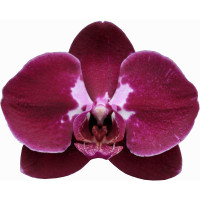 Phal. Sally 4