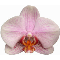 Phal. Hanni 5