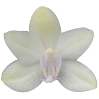 Phal. Leonora 6