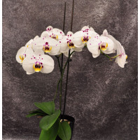 Phal. Sisa 2 уцінка