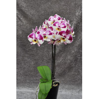 Phal. Larissa 7 уцінка