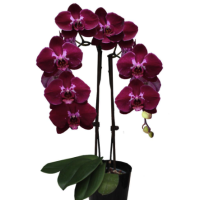 Phal. Sally 4 уцінка
