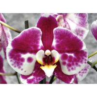 Phal. Dragona 4