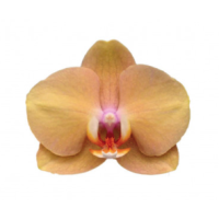 Phal. Ranya 1 уцінка