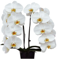 Phal. Klarissa 4 уцінка