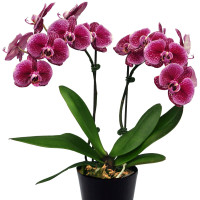Phal. Jenny 10 уцінка