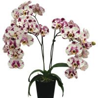 Phal. Nastasia 2 уцінка