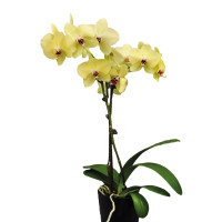 Phal. Ranok 5 уцінка