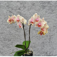 Phal. Valentina 1 уцінка