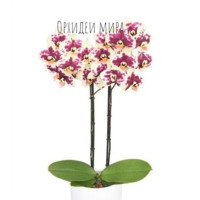 Phal. Amadora