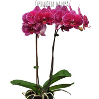 Phal. Binti 4 уцінка
