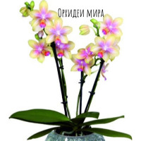 Phal. Biondoro