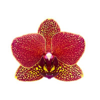 Phal. Blake 1,7