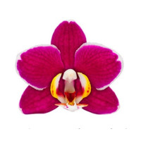 Phal. Cherry Valentine 1,7