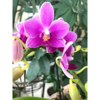 Phal. Dorablue