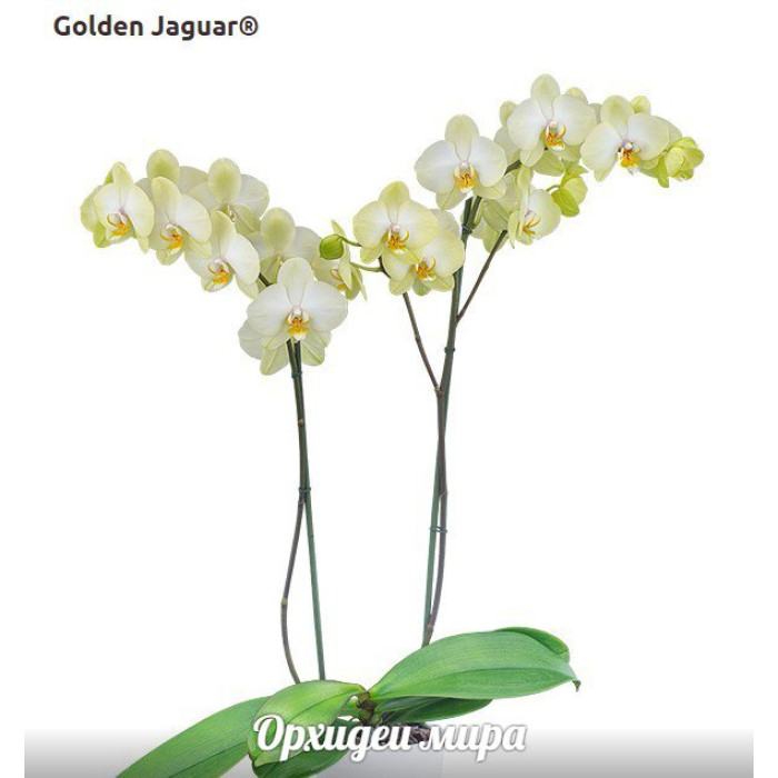 Фаленопсис (Golden Jaguar 1,7 уценка)