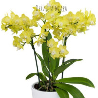 Phal. Goldilocks