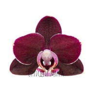 Phal. Grand Master