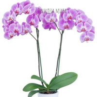 Phal. Infinite Dreams