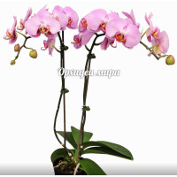 Phal. Isabell 6