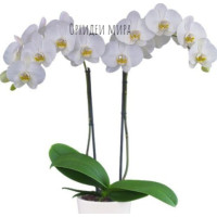 Phal. Lazy Sunday