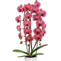 Phal. Love Day