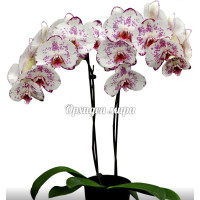 Phal. Lucia 8 уцінка