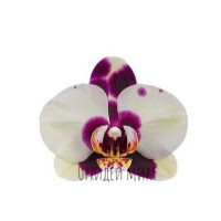 Phal. Mothers Finest