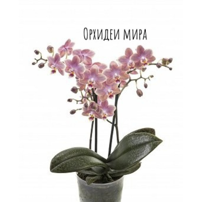 Фаленопсис Одоріон (Odorion)