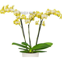 Phal. Paradise Taxi