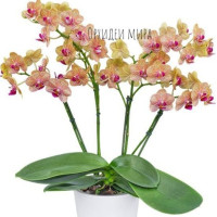 Phal. Penny Love