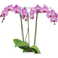 Phal. Pure Love