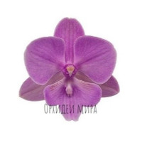Phal. Quiet Voices big lip