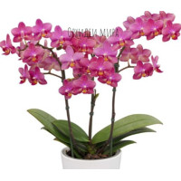 Phal. Secret Fragrance