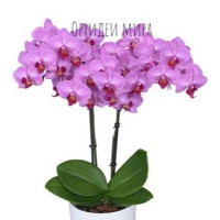 Phal. Stuttgart