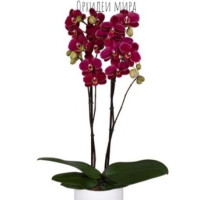 Phal. Tunis