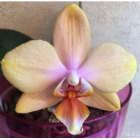 Phal. Versaco