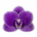 Фаленопсис (Violet Queen 1,7)
