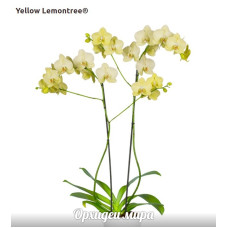 Phal. Yellow Lemontree уценка без т.р.