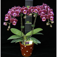 Phal. Younghome Coco