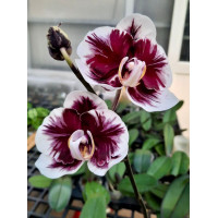 Phal. Voo Doo 1,7