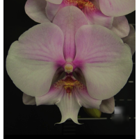 Phal. Lady Butterfly big lip