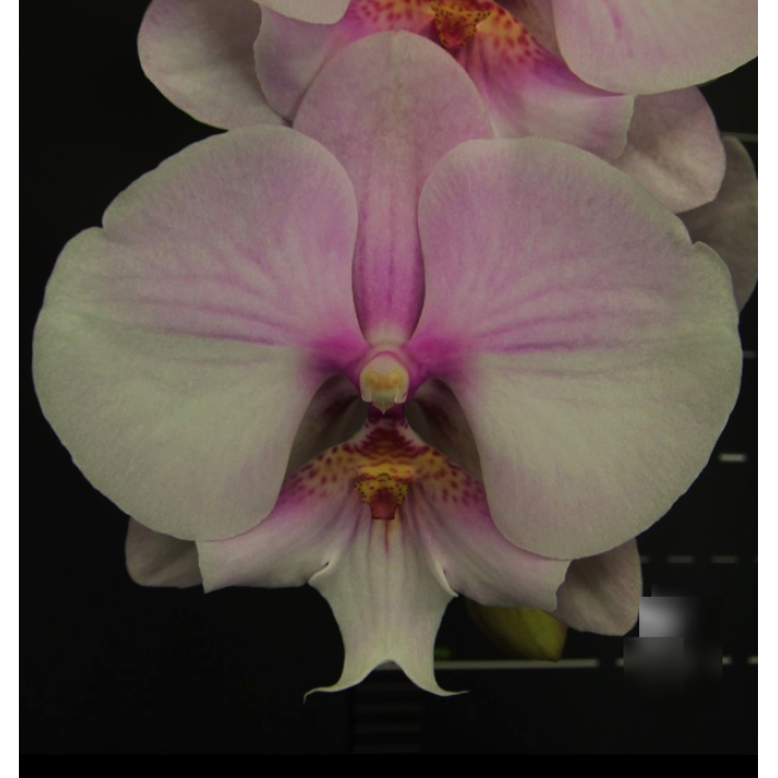 Фаленопсис Леді Баттерфляй (Phal. Lady Butterfly big lip)