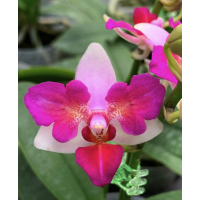 Phal. Lius Berry Trinity метелик