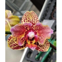 Phal. Younghome Lucky Leopard