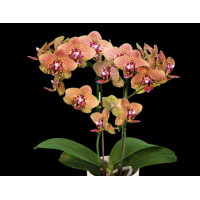 Phal. Lucky Leopard