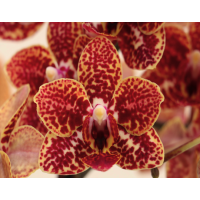 Phal. Hybrid № 555