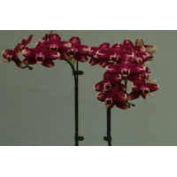 Phal. Hybrid № 557