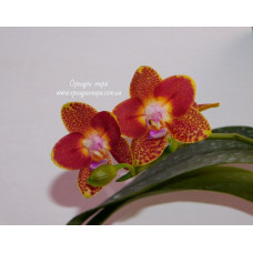 Phal. Chiada Nina Nico бабочка